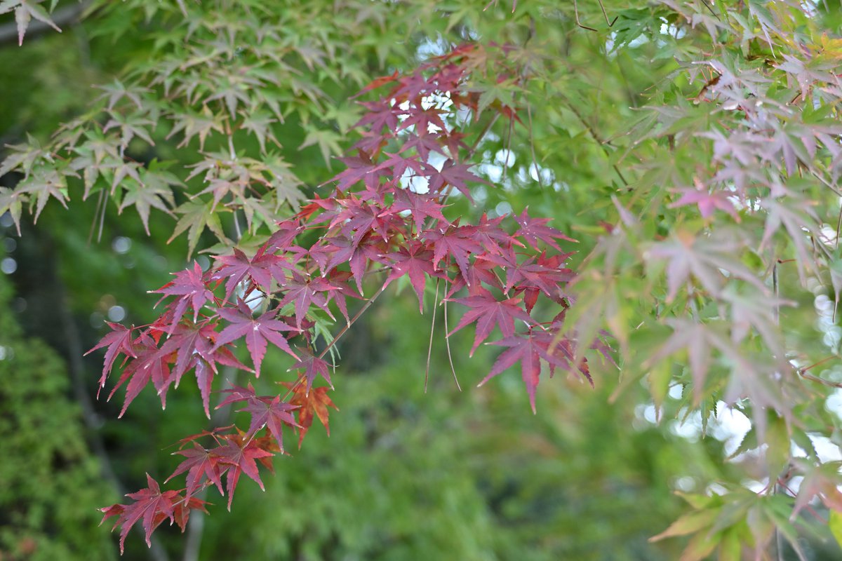 ばくれつたまご ζ( ΞωΞ;)ζ on X