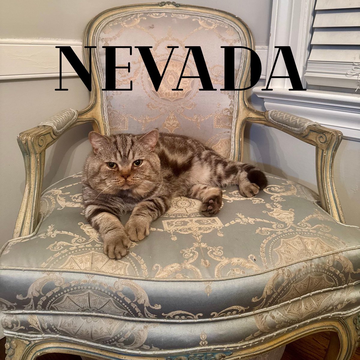 Meet Nevada! 🌟

🐾 3–4 YO boy 

He was found on the streets, starving, frightened and left to fend for himself after being abandoned by his previous owners.

Nevada is FIV+ but FeLV-, and with proper care, he can live a long, happy, healthy life.

#adoptme