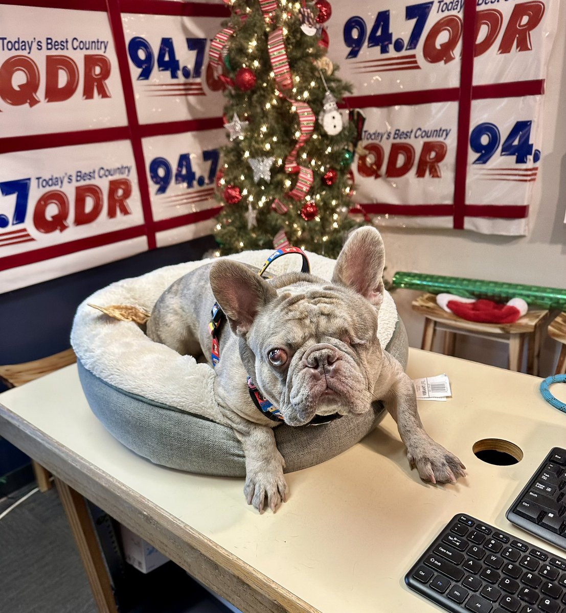 mikewheless's tweet image. #ArchieBoy in the studio practicing his Christmas card pose!  😆🎄