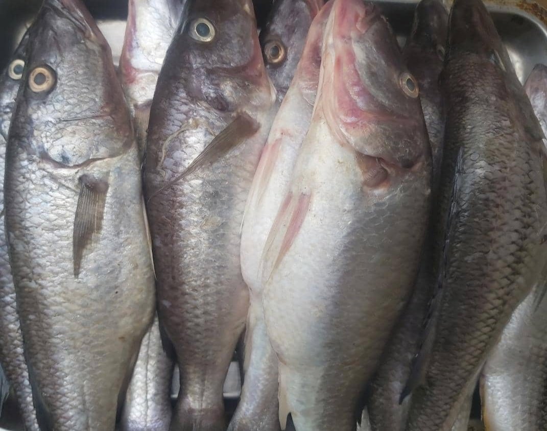 Fresh chambo and butterfish  available at K80,000 a dozen and K40,000 for 6. Area 47 sector 4
Whatsapp 0887 34 19 61
