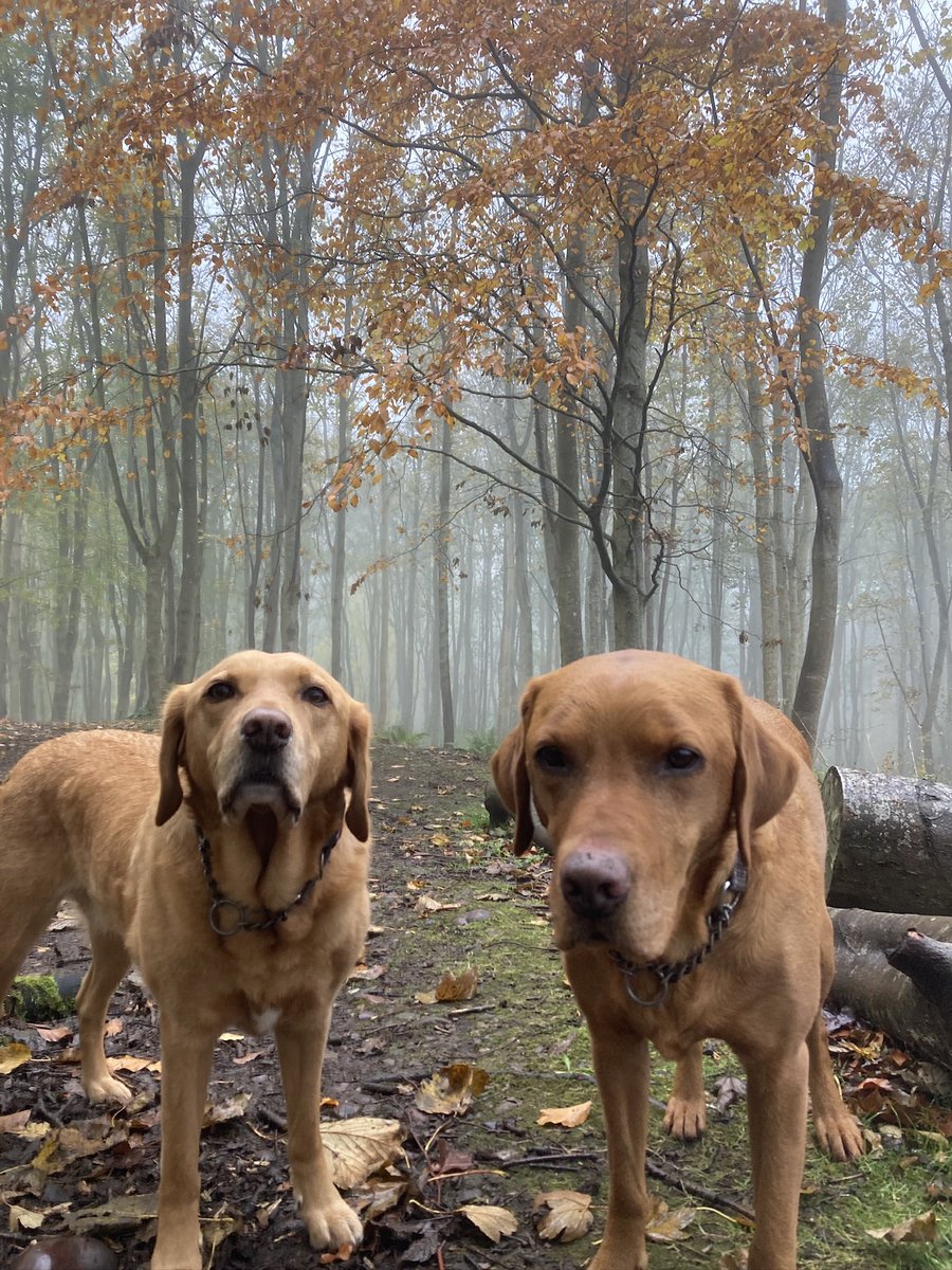 The Autumn colours are so beautiful at the moment &amp; the mist over the last few days has added a mystic atmosphere in Dunnottar Woods #Stonehaven

Show us your fave Autumn shots. ❤️

#AutumnVibes #protectanimals #protecttheplanet #dogsofx
