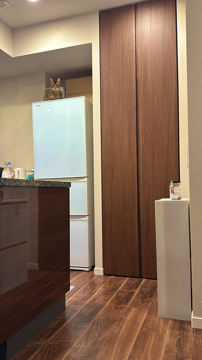 今夜も人間どもを見下ろす虎吉