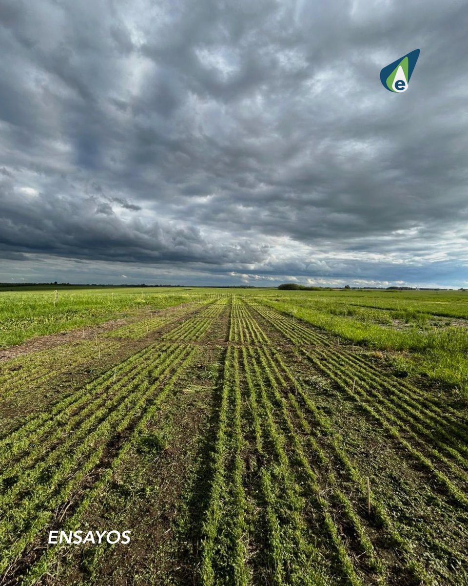 Ensayos a campo y laboratorio en todo el país.
Consultanos por análisis &amp; asesoramiento.
Recibimos muestras de todo el país.
Contactanos: 📲4567 7974 / 098 596 930
📧laboratorio@agrofertil.com.uy
‌
*Recibimos muestras de todo el país