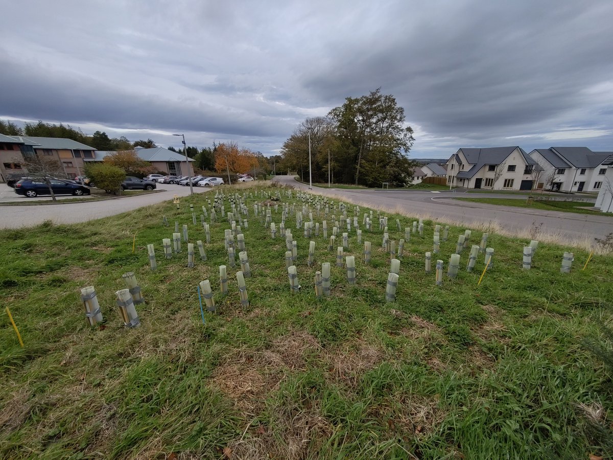 SRUC's tweet image. Staff and students at our Aberdeen have planted a new Wee Forest, a mini-woodland designed to boost biodiversity and capture carbon.

The project builds on former Wildlife &amp;amp; Conservation student Mike Raby’s Honours research 

Read more 👉 buff.ly/SdvrPgz 

@TheTreeCouncil