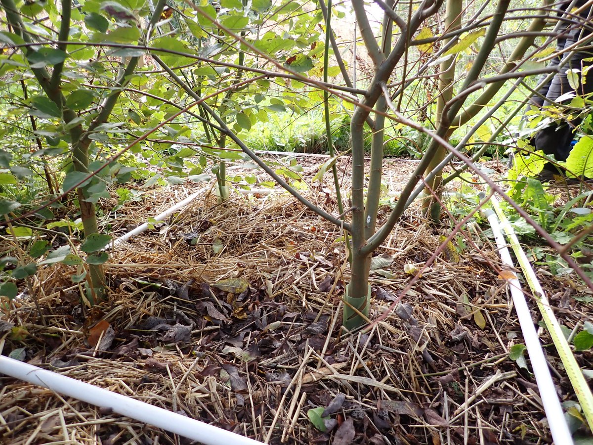 SRUC's tweet image. Staff and students at our Aberdeen have planted a new Wee Forest, a mini-woodland designed to boost biodiversity and capture carbon.

The project builds on former Wildlife &amp;amp; Conservation student Mike Raby’s Honours research 

Read more 👉 buff.ly/SdvrPgz 

@TheTreeCouncil
