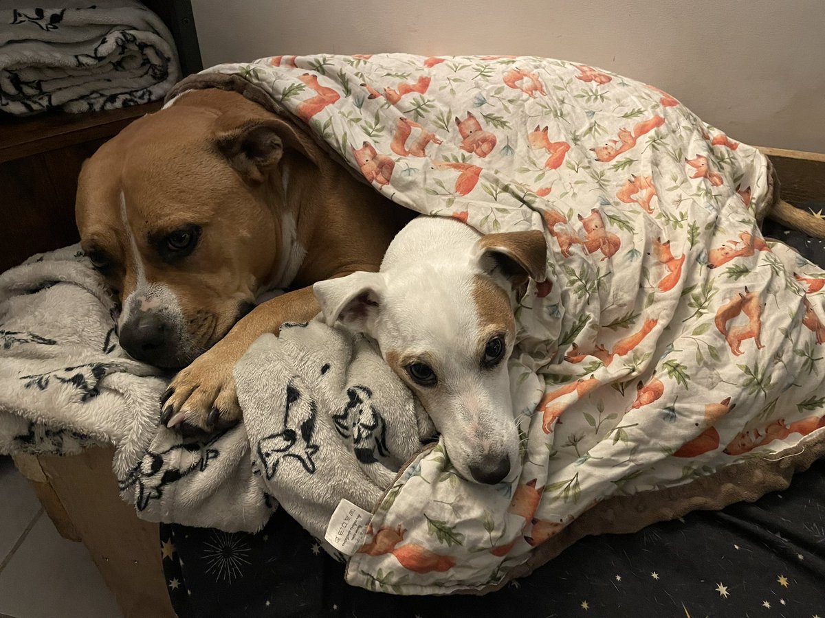 Et elles ont leur petit câlin tout les soirs avant qu’on monte se coucher.
C’est une american bully et une Jack Russel.