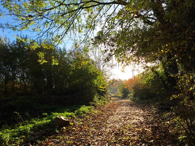 Een klinkerpad dat bezaaid is met herfstbladeren. Langs het pad staan bomen waarvan een met een overhangende tak die het beeld omzoomd. Op de achtergrond een blauwe lucht met een stralende zon.