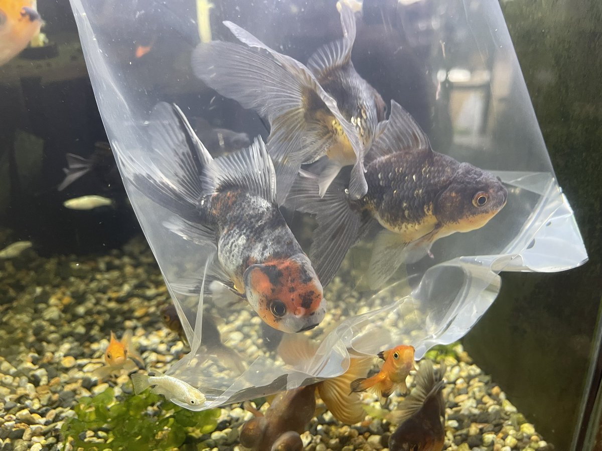 タチハラ＠aqua shop アレンジ on X