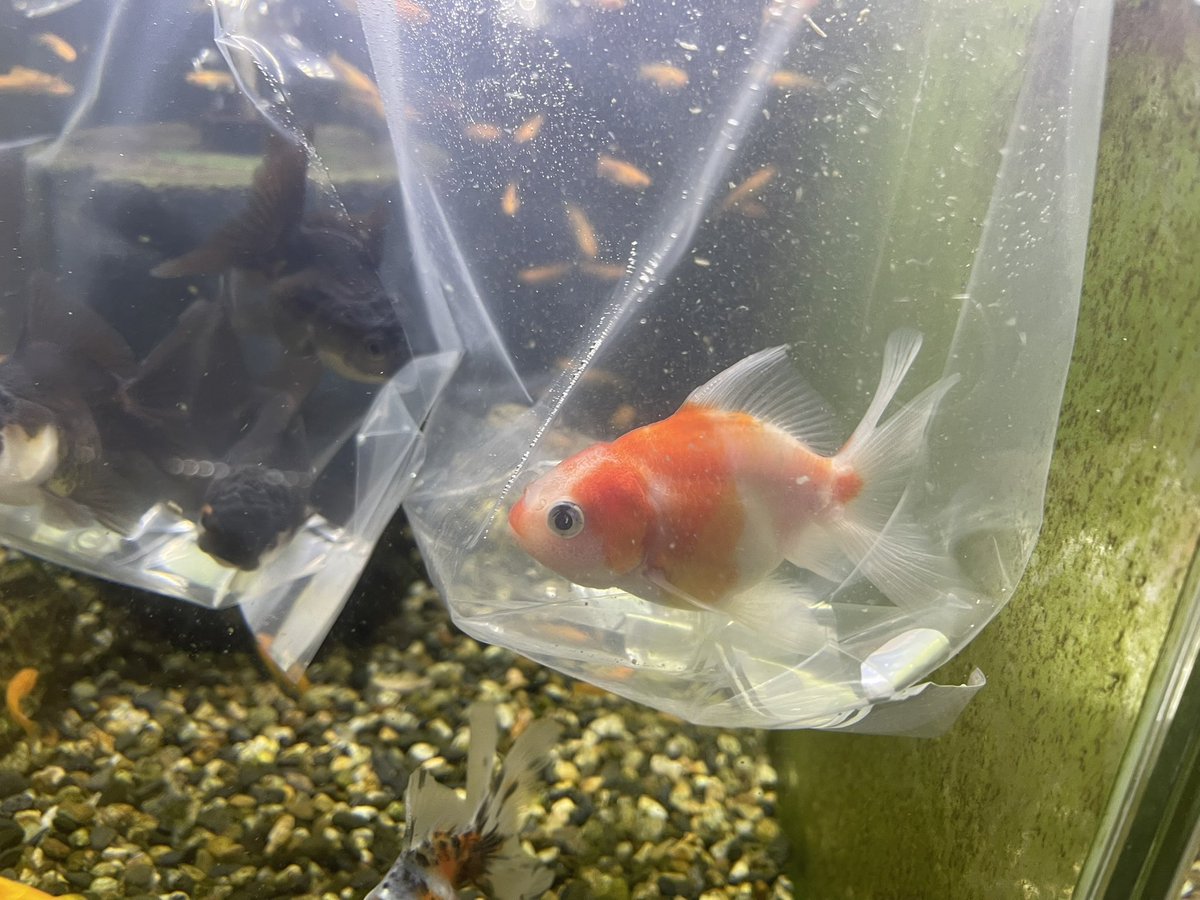 海洋金魚 タチハラ＠aqua shop アレンジ on X