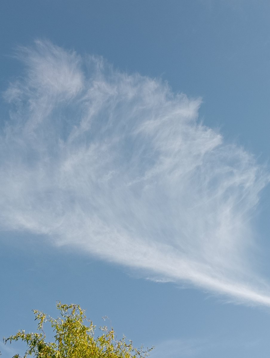 Lavante21575499's tweet image. The Netherlands, November 7th. #geoengineering #Bioterrorism against all that lives 🤮😷☠️Trolls and deniers get blocked immediately. 🖕🖕