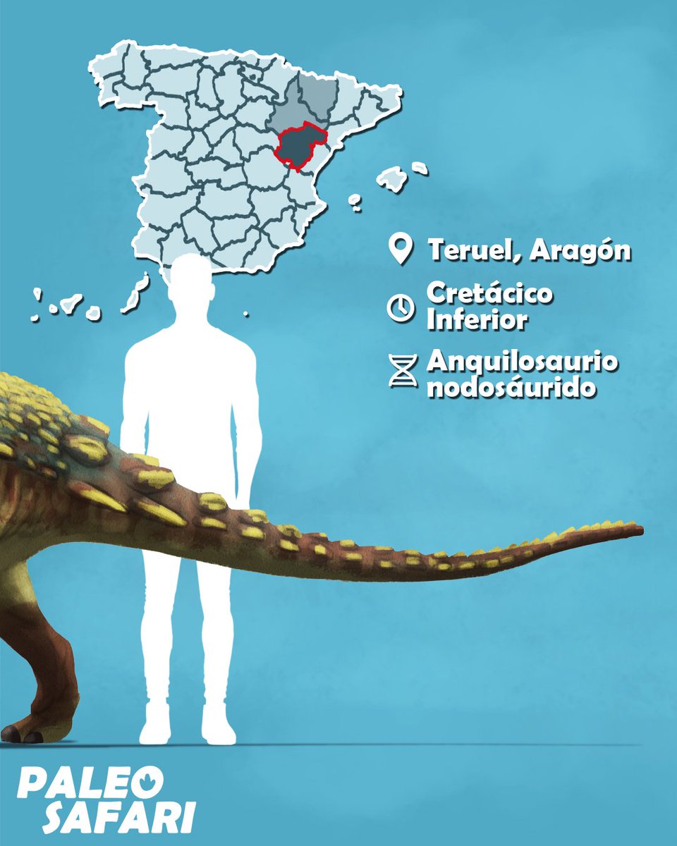 #Dinovember 07: Europelta carbonensis 

Es el único anquilosaurio autóctono descrito en España. Fue hallado en la mina de carbón de Ariño, un espectacular yacimiento turolense que ha aportado muchos huesos de dinosaurios e incluso ámbar. 

#paleontologia #teruel #aragon #ciencia