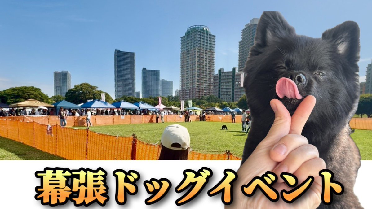 【ポメラニアン クロ】 黒ポメラニアンのぷーちゃん (@phoochannel) / Posts / X