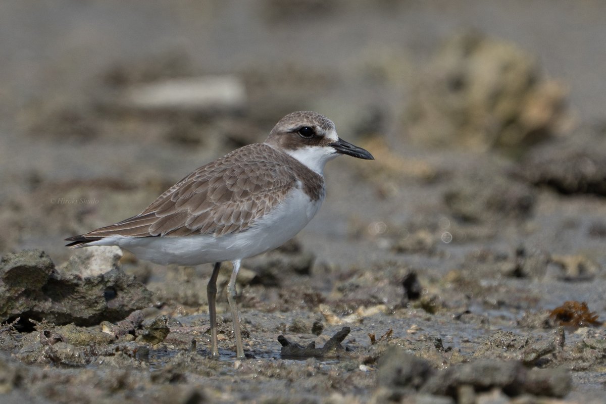 寒波春 しゅーさん on X