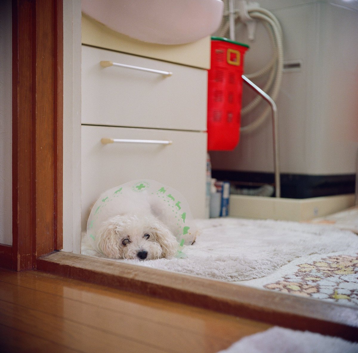 実家の犬。