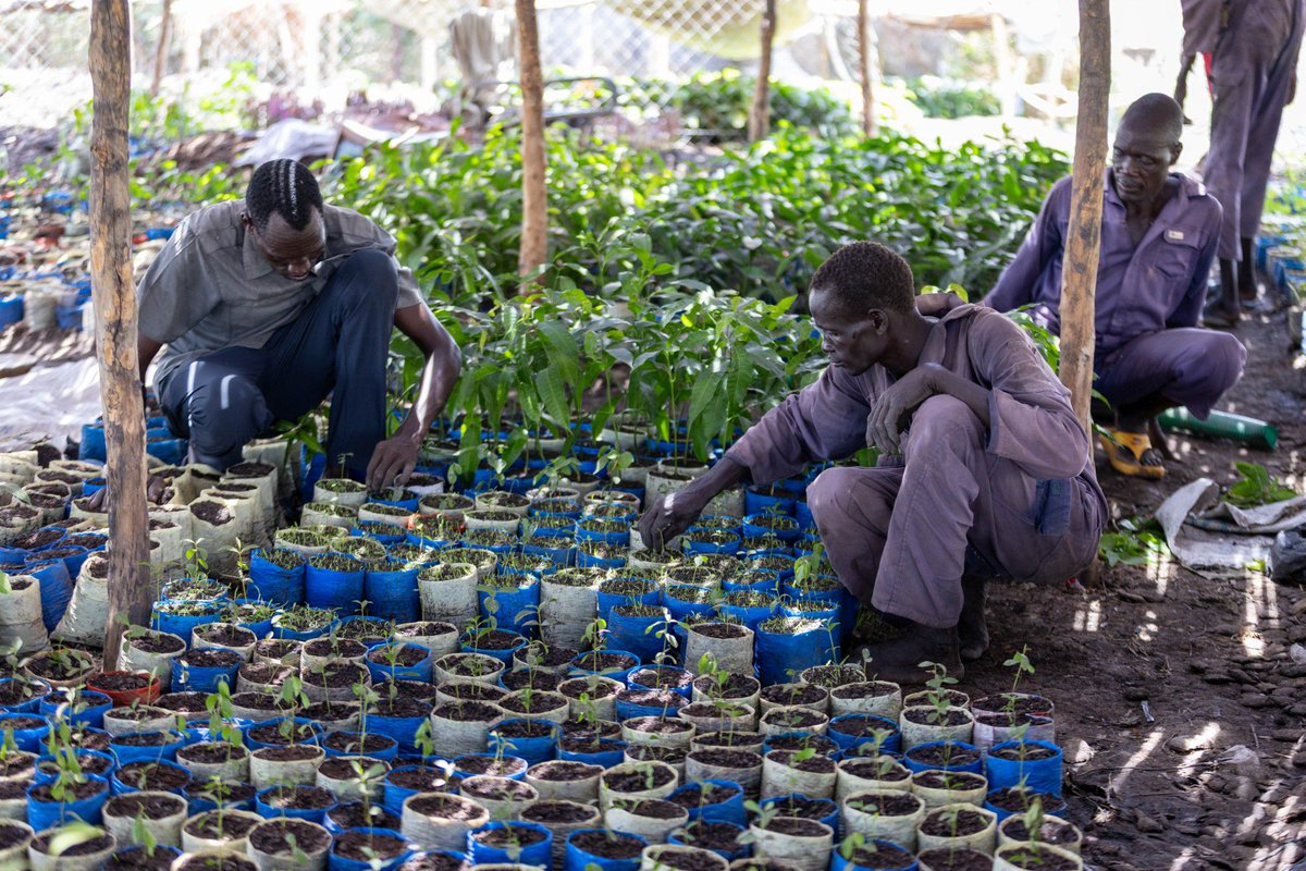 LeeSungAh_'s tweet photo. In Unity State, South Sudan, proud to see @IOMSouthSudan and @SouthSudanGov advancing durable solutions.
 
By restoring land, providing durable shelter, clean water, and access to livelihoods and essential services, families can begin rebuilding after years of displacement. https://t.co/NwEybXUmcp