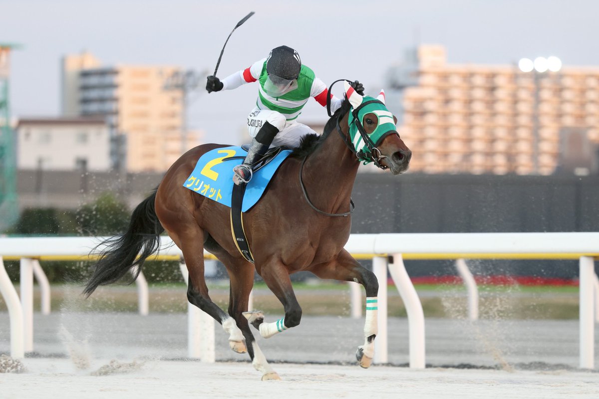 船橋4R(1200m)のユーカリデビュー2歳新馬結果

2番人気 #グリオット ( #川島正一 厩舎)が差し切り、デビュー戦を飾りました✨

父 #マテラスカイ 母 #スーリーズ 母の父 #ネオユニヴァース という血統の牝馬です🏇

#岡村健司