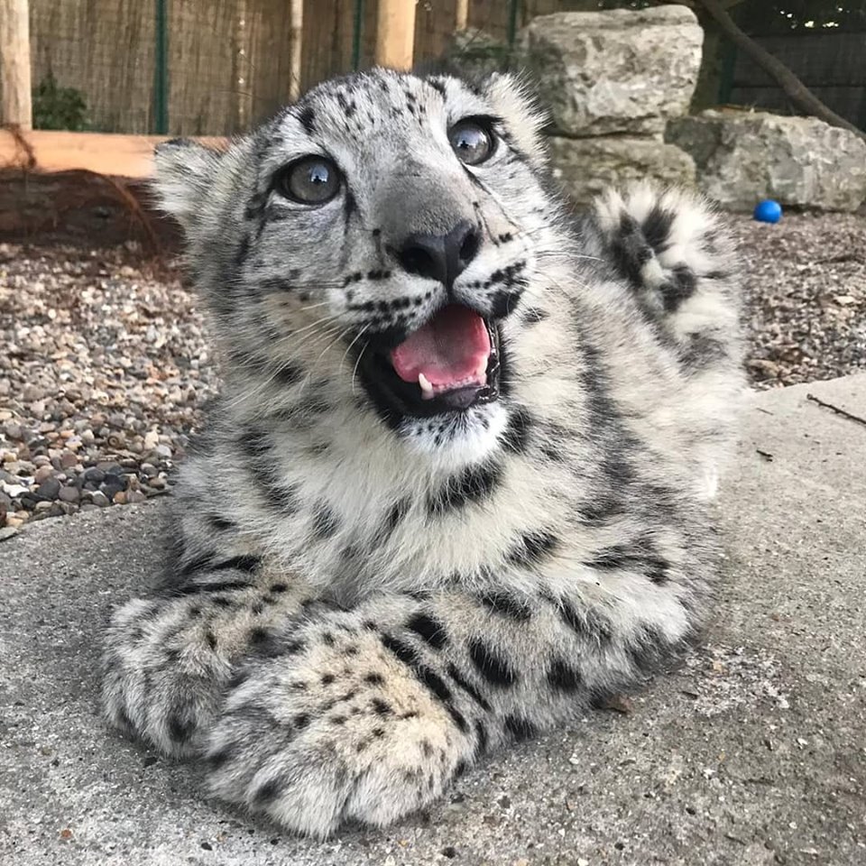 CatReviewer's tweet photo. no one says "troll" anymore, it's just "ragebait"
no one says "owned" anymore, it's just "cooked"
no one says "stfu" anymore, it's just "sybau"
no one ways "fap" anymore, it's just "goon"

and no one says noob, w8, h8, u, b4, l8r, yolo
the world you were born in no longer exists https://t.co/W8V48OKL8I