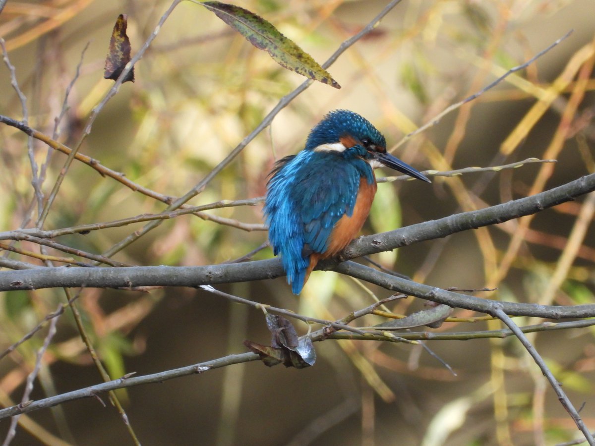 As the leaves come off the trees, the kingfisher becomes that little bit easier to spot.

#nature #wildlife #kingfisher #kingfishers #birds #birdphotography