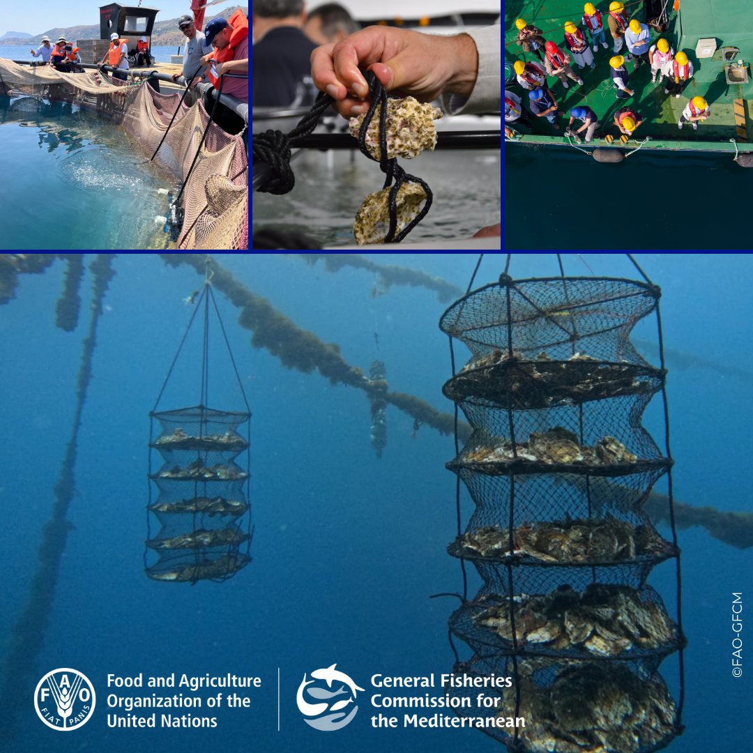 UN_FAO_GFCM's tweet photo. Capacity development is at the heart of sustainable aquaculture and #ADCentres under the #GFCM_CAQ are leading the way.
The #GFCMSession is reviewing progress across the region, fostering innovation, training and knowledge exchange.
#Aquaculture4Sustainability https://t.co/ARpI1JYgIM