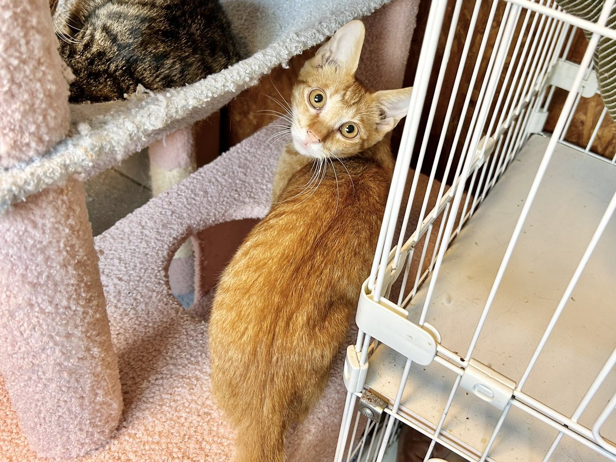 笑にゃんこ王国 on X