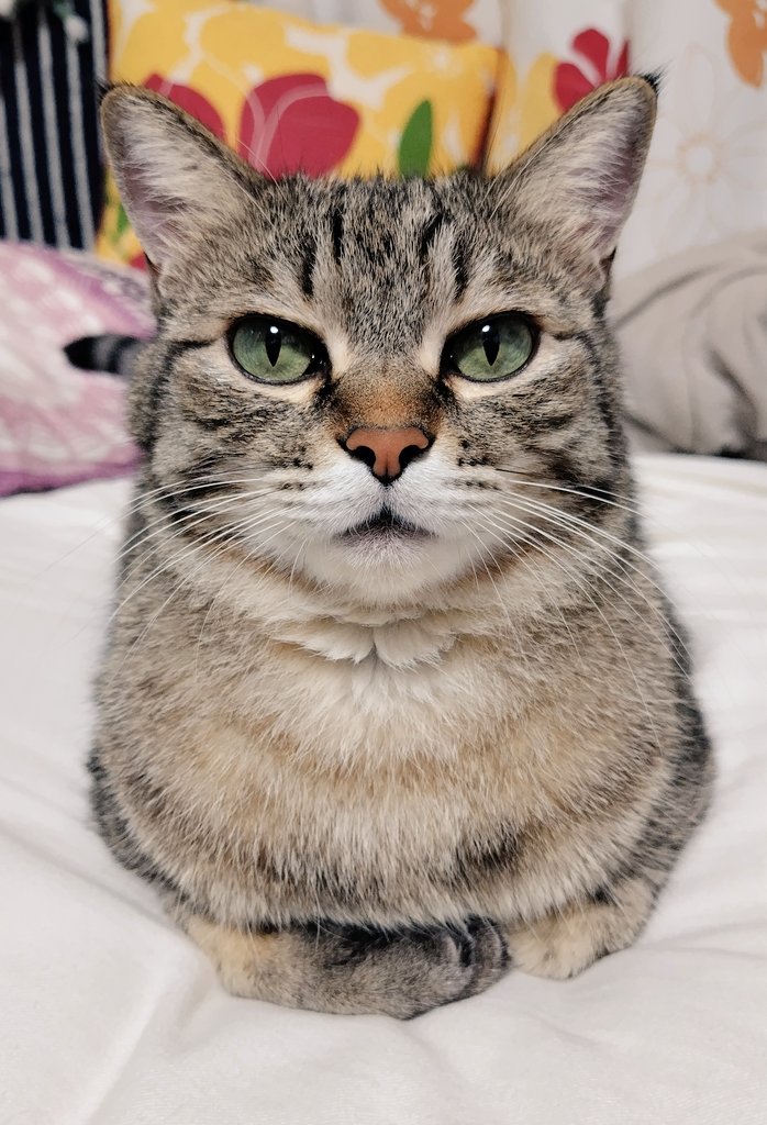 ネコ丸ページ 猫丸 (@neko_adashino) / Posts / X