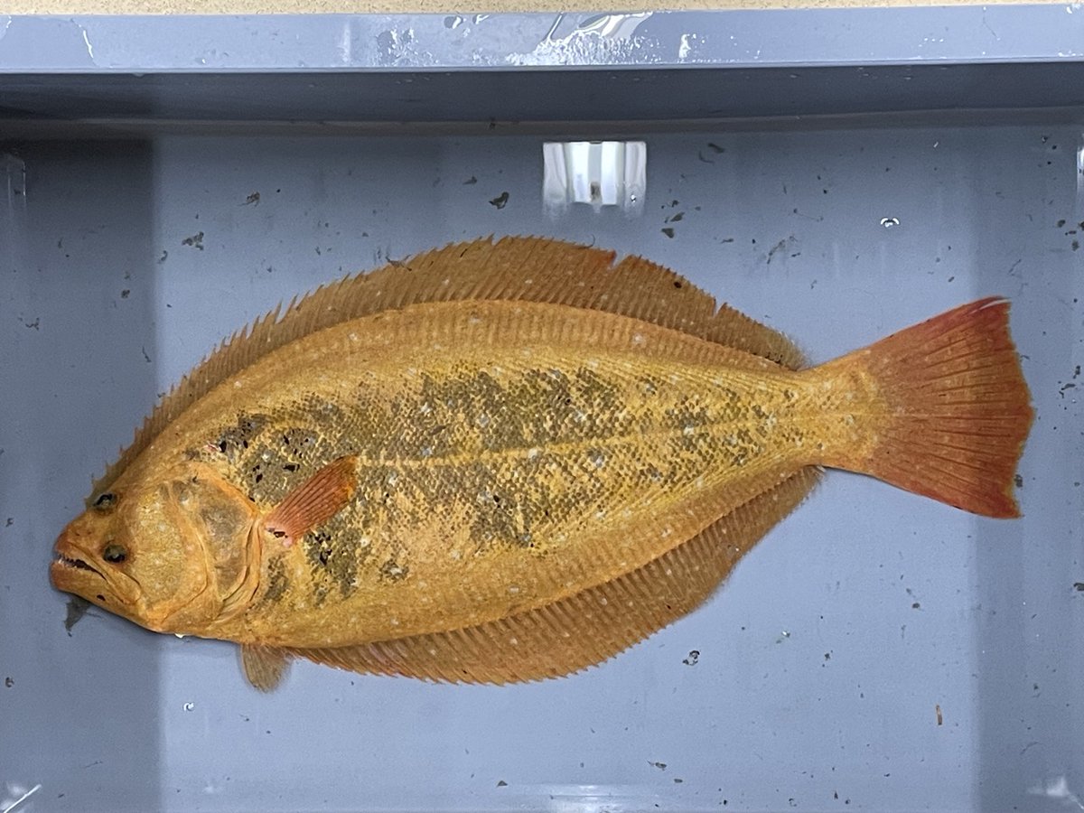 ❤️高品質のレアな深海島アクアマリン❤️ 天然アクアマリン 1.93ct 【煌めくアクアブルー】 上質 マダガスカル