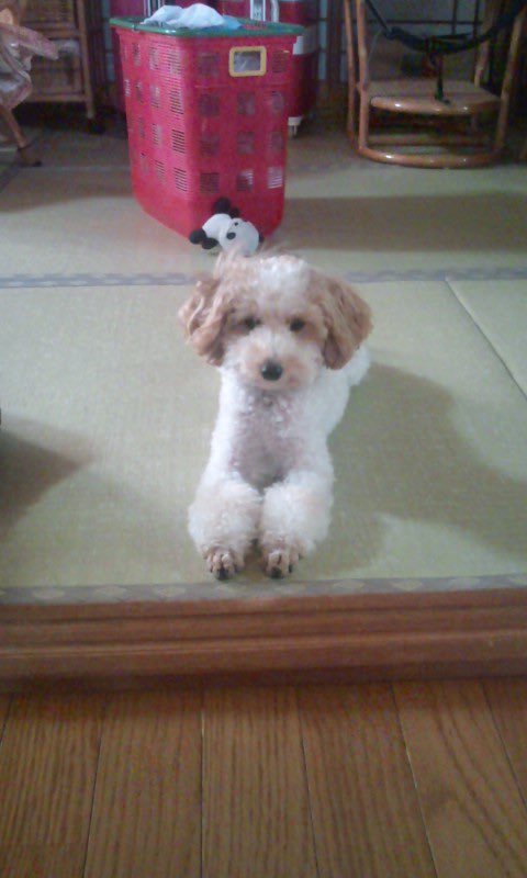 うめちゃん (@discoverymypace) / Posts / X