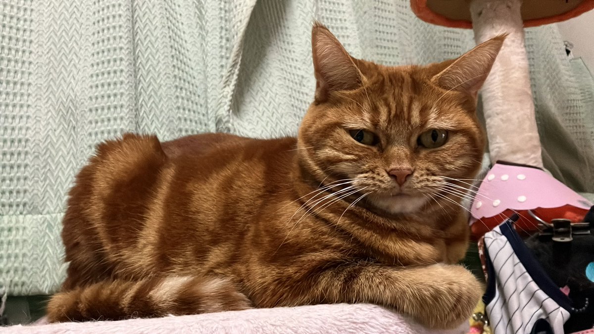 にゃん連絡 にゃんずのんの