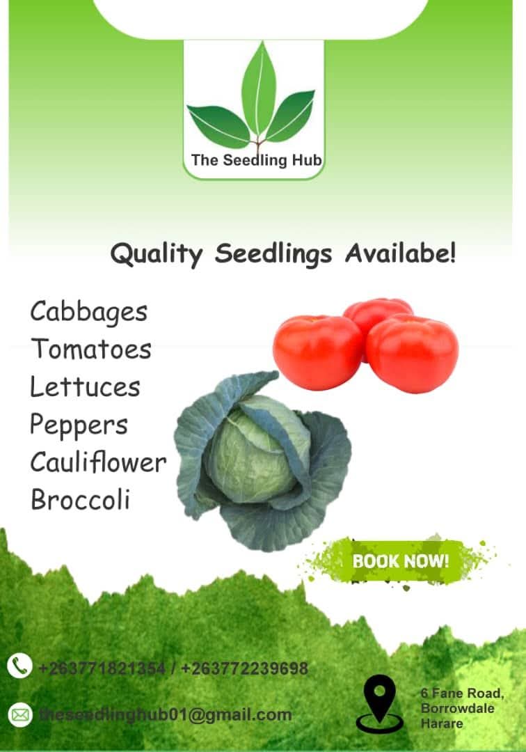 TheSeedlingHub's tweet image. Rainy season= prime planting time! ☔️🌱
Dreaming of a garden full of fresh, homegrown veggies? Get a head start with our premium seedlings!

We have healthy, vigorous, and disease-resistant starters like tomatoes, cabbage, and lettuce, ready to thrive in your garden.