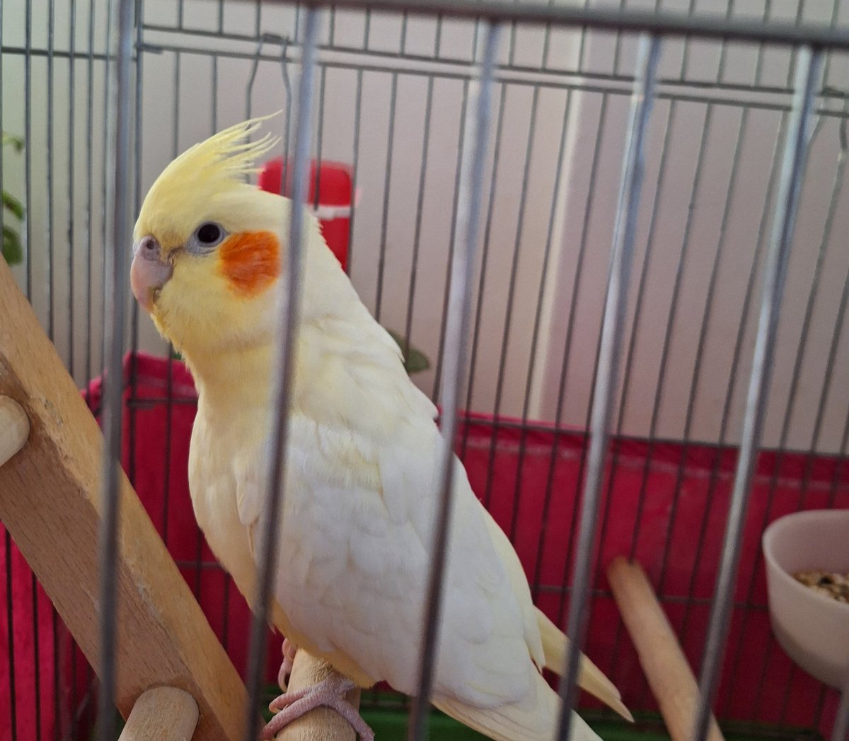 ☫ مـــروتی tweet media