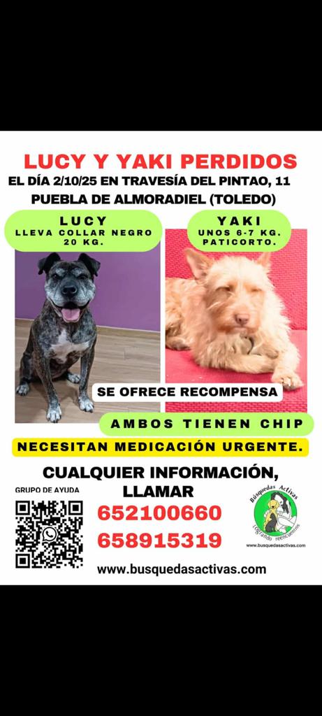 VidasSos's tweet image. 🆘🆘#LUCY Y #YAKI PERDIDOS🆘🆘
En #PueblaDeAlmoradiel (#TOLEDO)

POR FAVOR, compartid . No permitamos que caigan en el olvido y puedan regresar a 🏡 

Carta desesperada de su dueña ⬇️ 

#7noviembre #BuenosDías #lahora7N #LoveYourW
