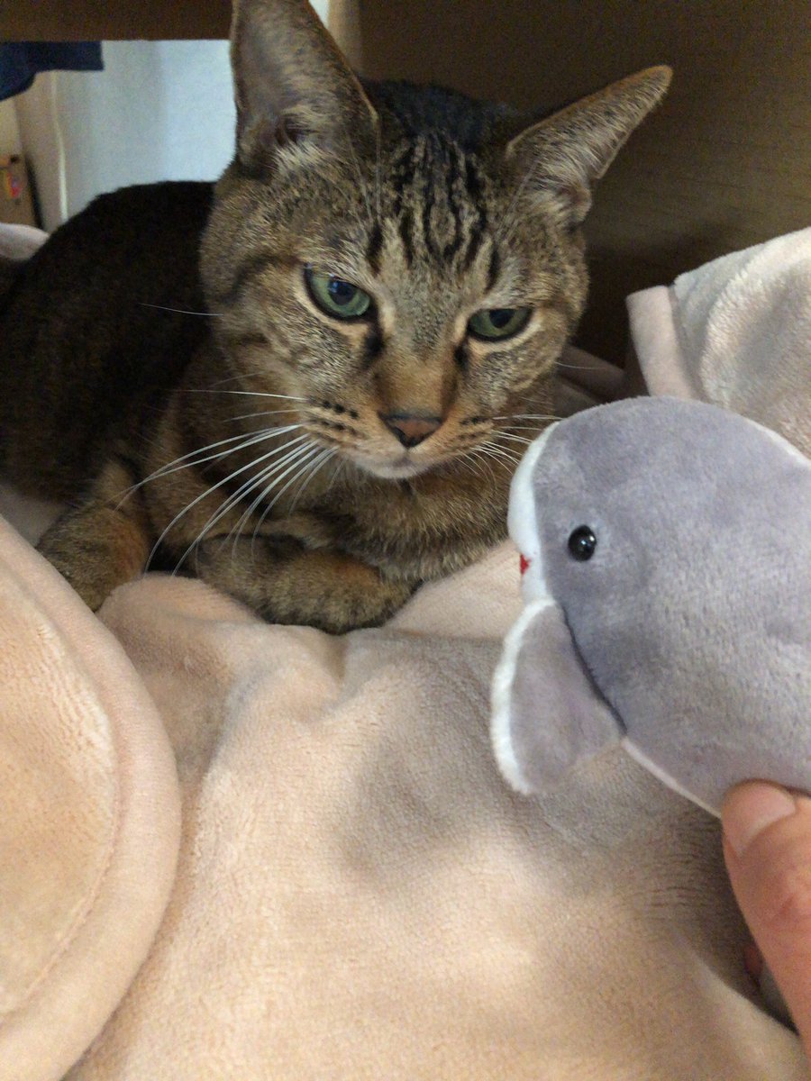 vich_hana's tweet photo. 従兄弟の猫預かりしてるけど可愛すぎ https://t.co/Aec3L3Lw1o