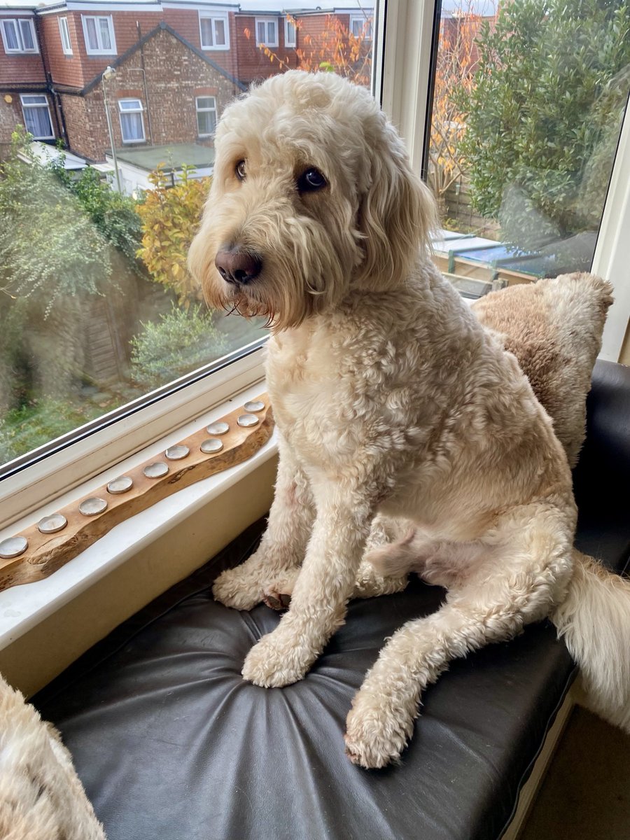 Good morning you beautiful bunch. What a wonderful FriYay. Daddy and I watched the sun come up earlier. We like this time of year for that. Wishing you all an amazing day, filled with fun, love and adventure. Remember to stay safe out there. Huge FriYay love 🥰🐾