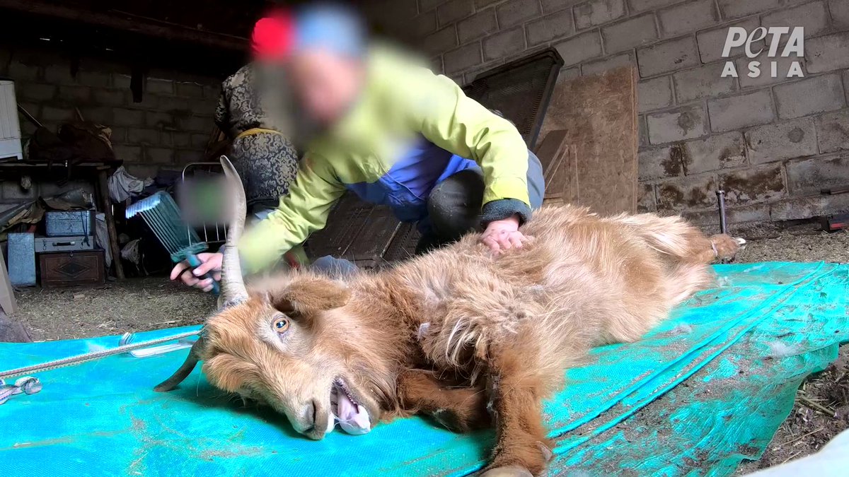 PETA France tweet media