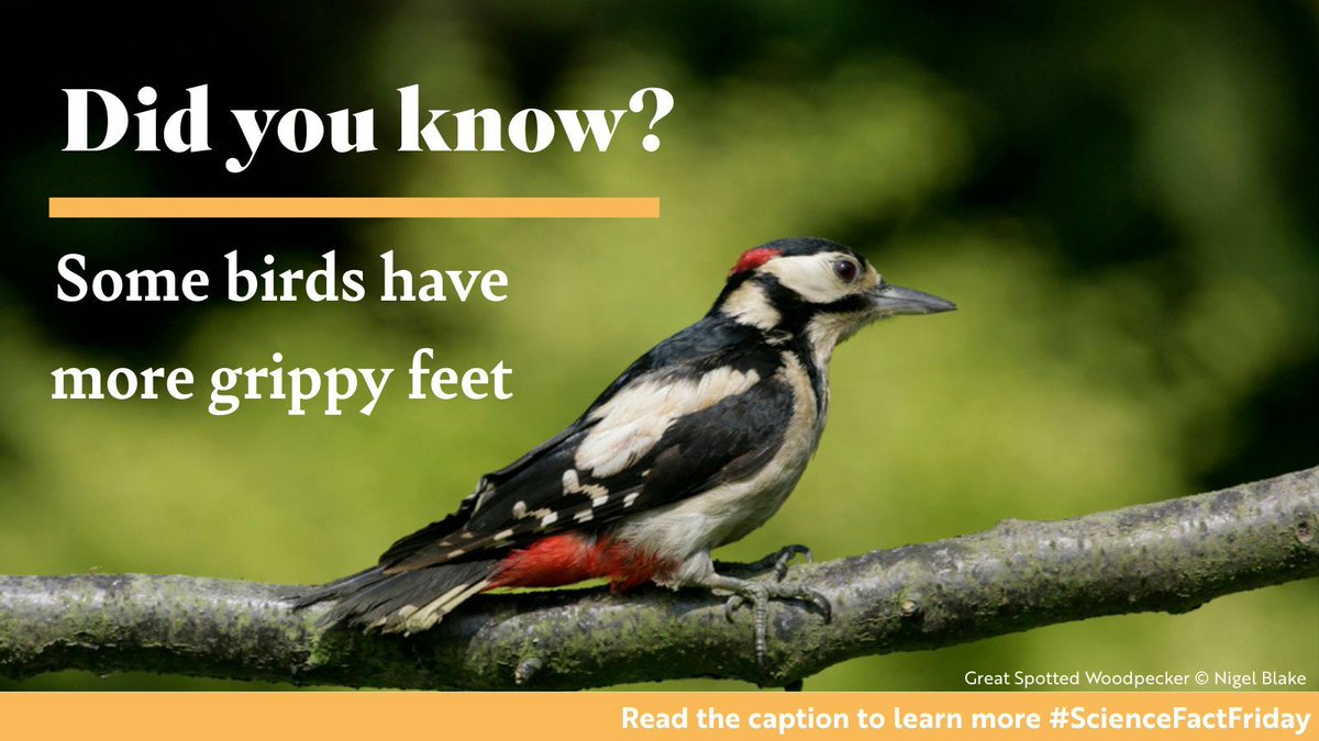 RSPBScience's tweet image. Did you know? Some birds have dexterous feet

By having two toes forward, and two back instead of the 3v1 system of many birds, parrots, owls and some woodpeckers, can handle food and climb on vertical surfaces easier. 

#ScienceFactFriday