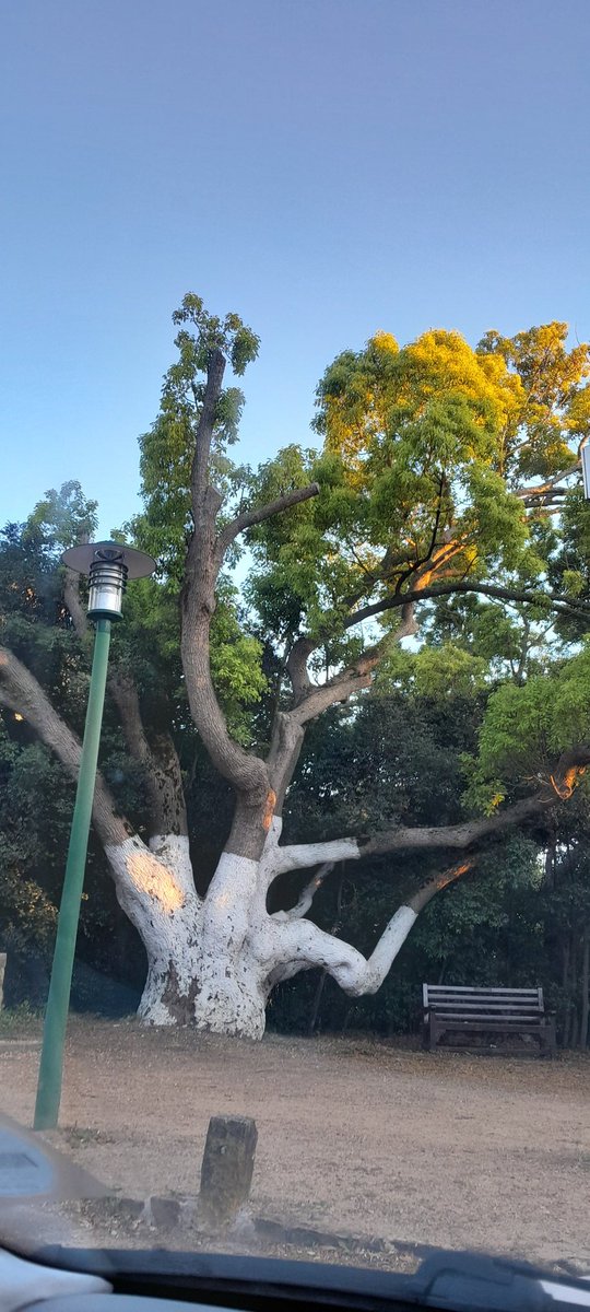 jeanne  watts rankin tweet media