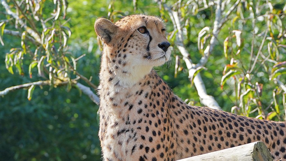 チータ　Cheetah ふく on X