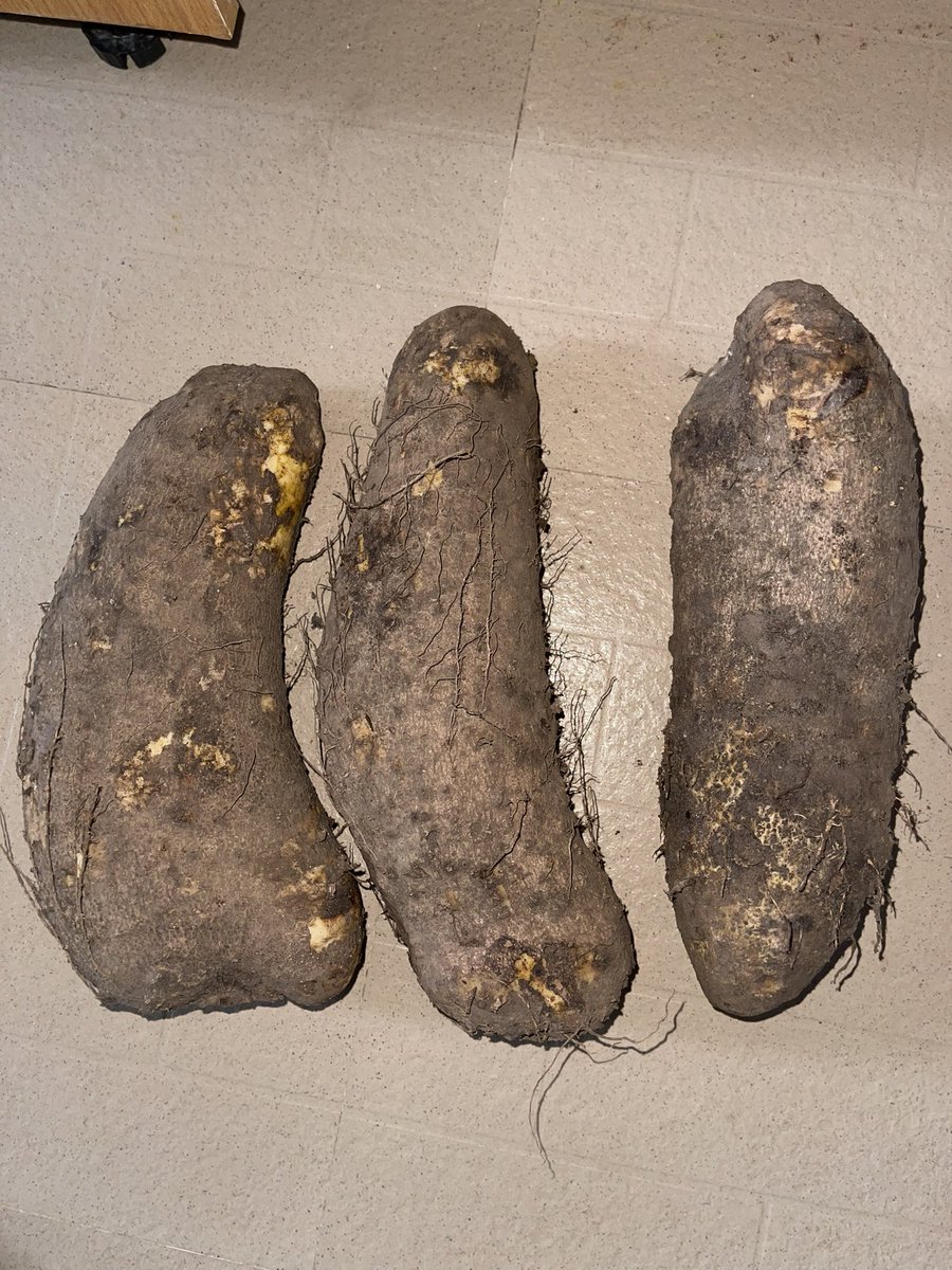 bigturnzzy's tweet image. Omoor 💔😿 this economy ehhhn 
Make person dey buy this yam for 7k😂