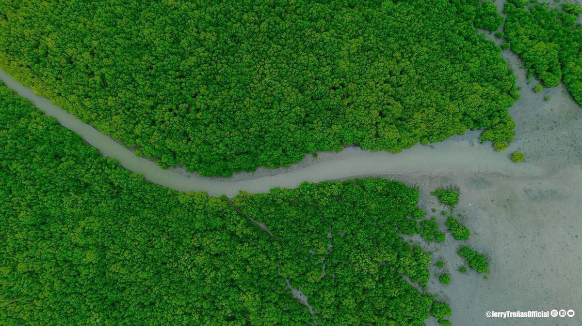 imtheatan's tweet image. Grabbed these photos from the FB page of our former city mayor, Jerry Treñas. 

This is 16-17 years of planting mangroves along the coastal areas and river banks of Iloilo City. 

These mangroves now serve as vital protection against floods, erosion, and pollution. 

If you’ve…