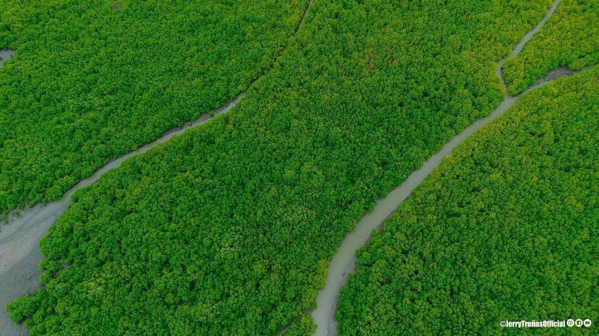 imtheatan's tweet image. Grabbed these photos from the FB page of our former city mayor, Jerry Treñas. 

This is 16-17 years of planting mangroves along the coastal areas and river banks of Iloilo City. 

These mangroves now serve as vital protection against floods, erosion, and pollution. 

If you’ve…