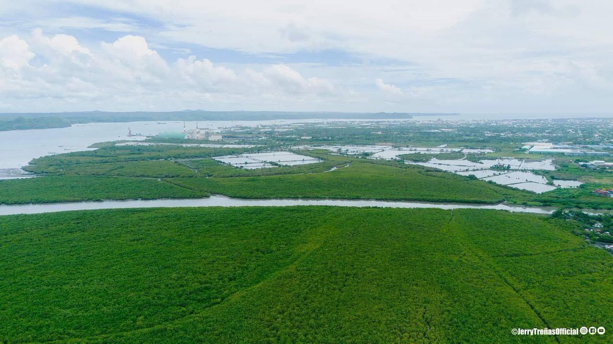 imtheatan's tweet image. Grabbed these photos from the FB page of our former city mayor, Jerry Treñas. 

This is 16-17 years of planting mangroves along the coastal areas and river banks of Iloilo City. 

These mangroves now serve as vital protection against floods, erosion, and pollution. 

If you’ve…