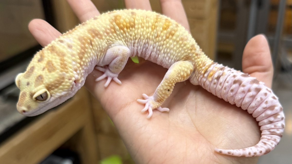 ヒ*ロ様 ☘️ スペシャルイベント☘️ラスト2☘️371 ❤️超希少【カメレオン 爬虫類倶楽部中野本店 本アカウント on X