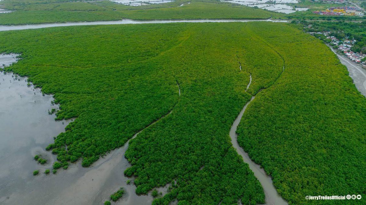 imtheatan's tweet image. Grabbed these photos from the FB page of our former city mayor, Jerry Treñas. 

This is 16-17 years of planting mangroves along the coastal areas and river banks of Iloilo City. 

These mangroves now serve as vital protection against floods, erosion, and pollution. 

If you’ve…