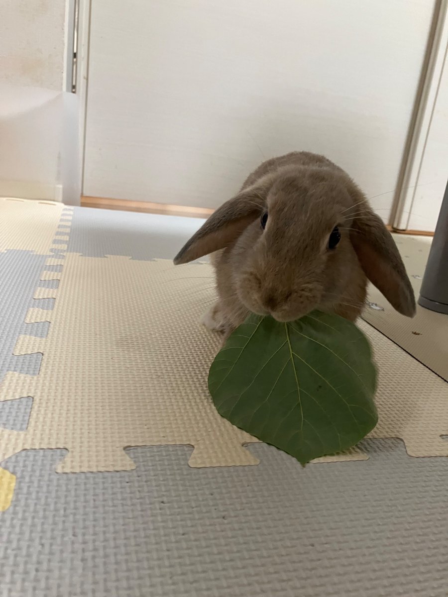 うさちページ ヴァイスシュヴァルツ ご注文はうさぎですか Sing For You チノSP