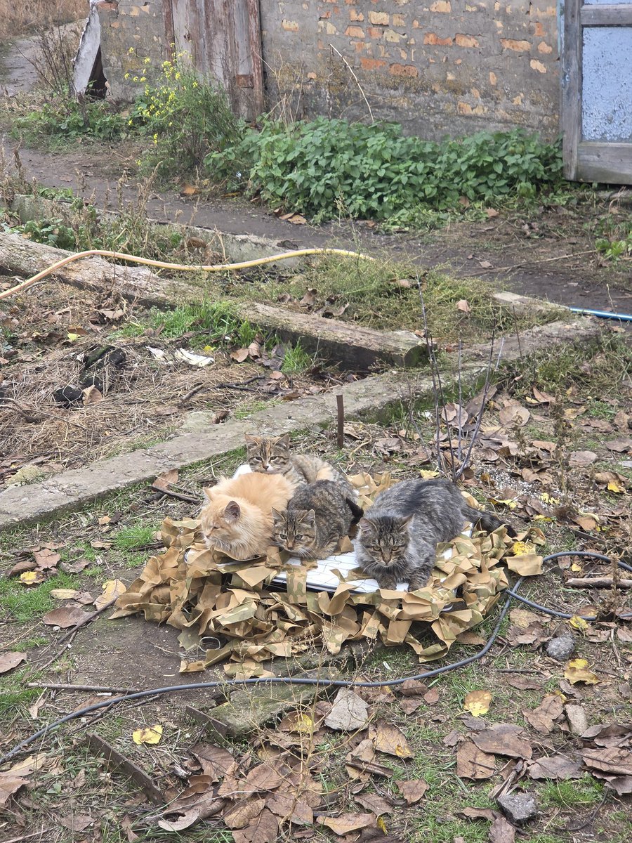 Максим Козирєв tweet media