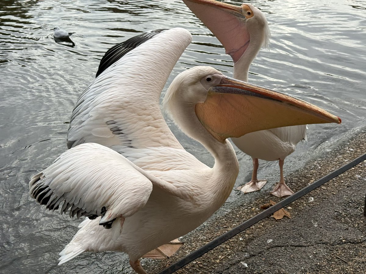 ianyoung33's tweet photo. I managed a quick visit to St James’s Park in London last week.  Even though I don’t work in the area  any longer, I still try to visit the park regularly. Here are some birds I saw: great white pelicans; black swan;  grey heron; and a rather grumpy looking young herring gull https://t.co/HdUSldCGej