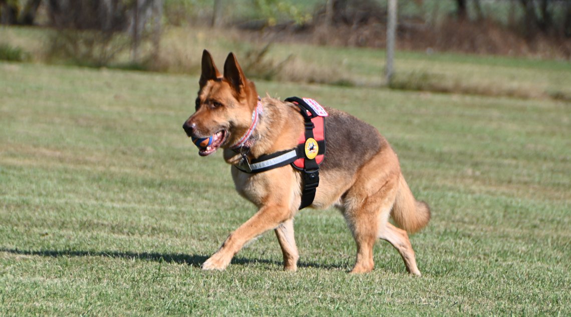 84DogsHelp's tweet image. Service Dog Scout trained, trusted, and loved. Kenneth says he’s the best. Do you agree? Tag a vet or handler, share a photo &amp;amp; a moment your dog made a difference. We may feature stories next week.