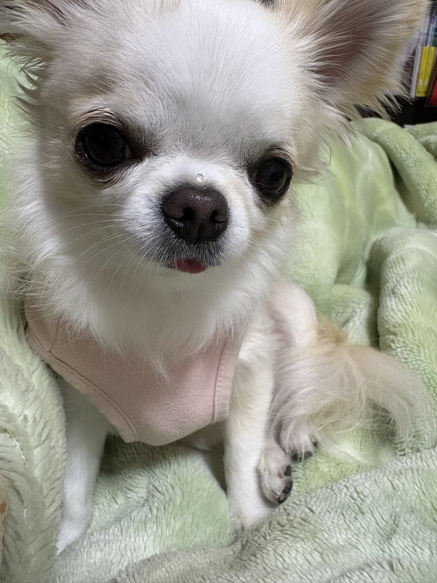 チワワ ロングコートチワワ | さいたま市の有限会社ぽちプラザ