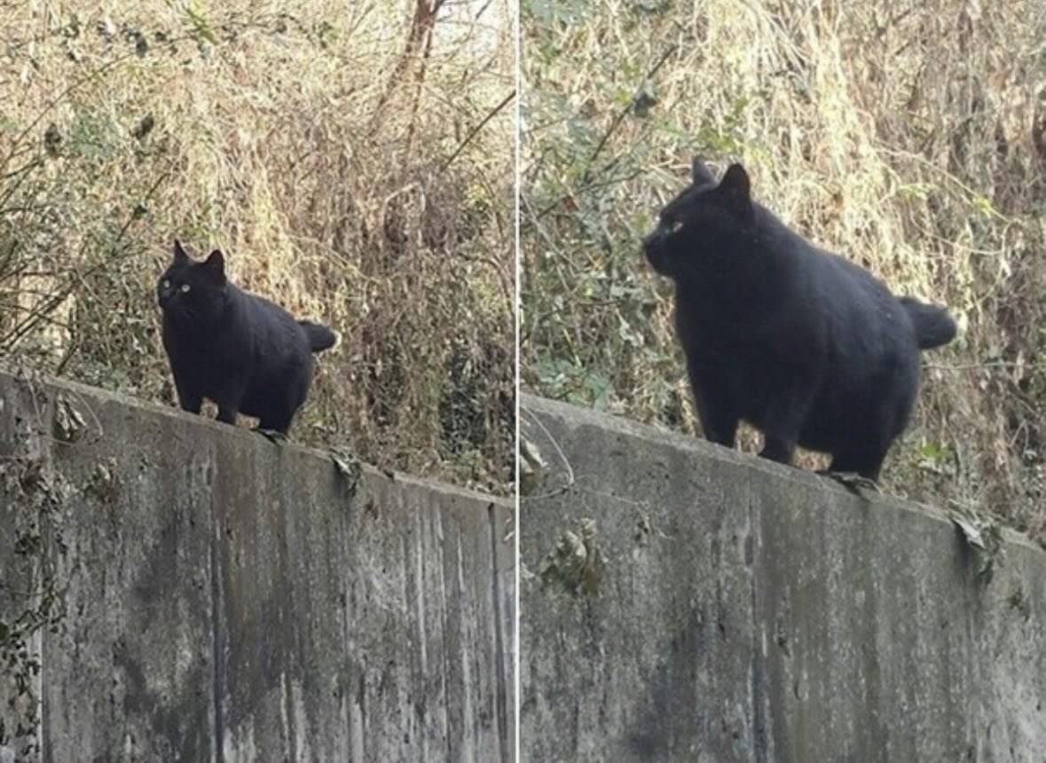아니 검은곰인줄 알았는데 고양이였어