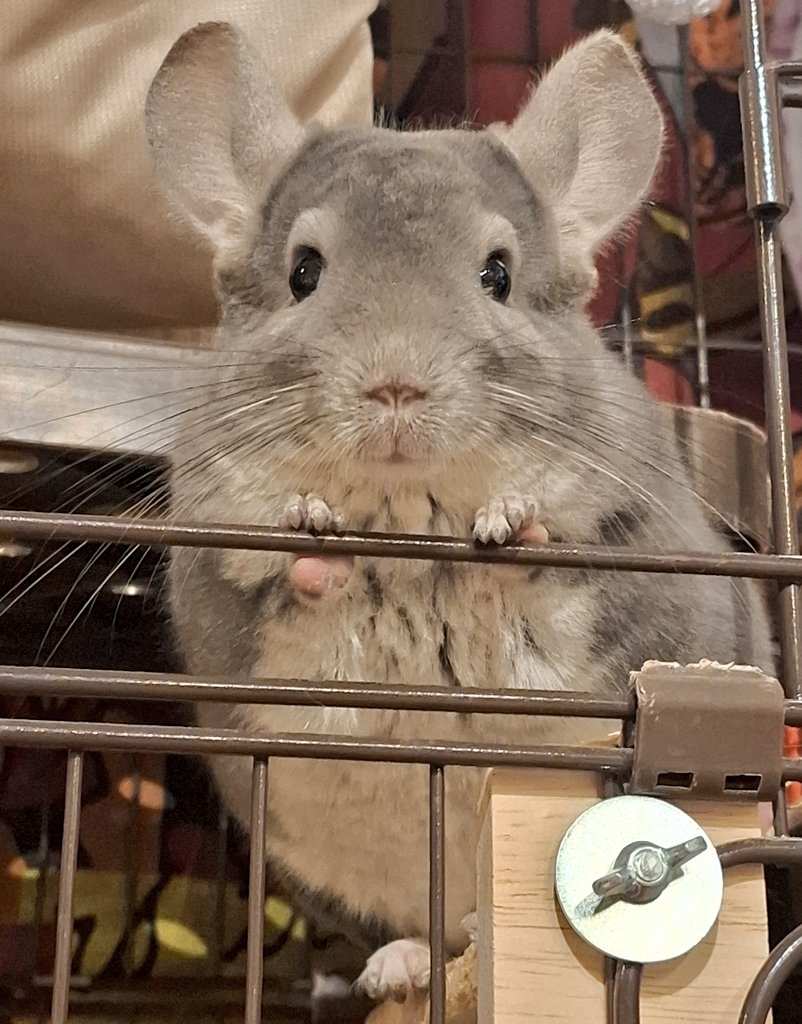 ぴーち (@Yk8yGz) / Posts / X